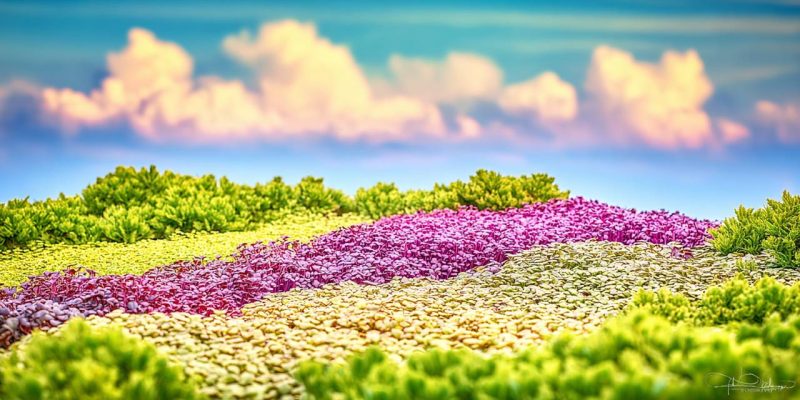 a_beautiful_colorful_garden_of_Microgreens